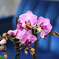 Orchid Seeds for Planting Orchidaceae mixed indoor garden hanging pot