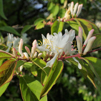 Lonicera Fragrantissima Flower seeds for Planting Wildflower Mix Heirloom & GMO Free Seeds for Home Garden
