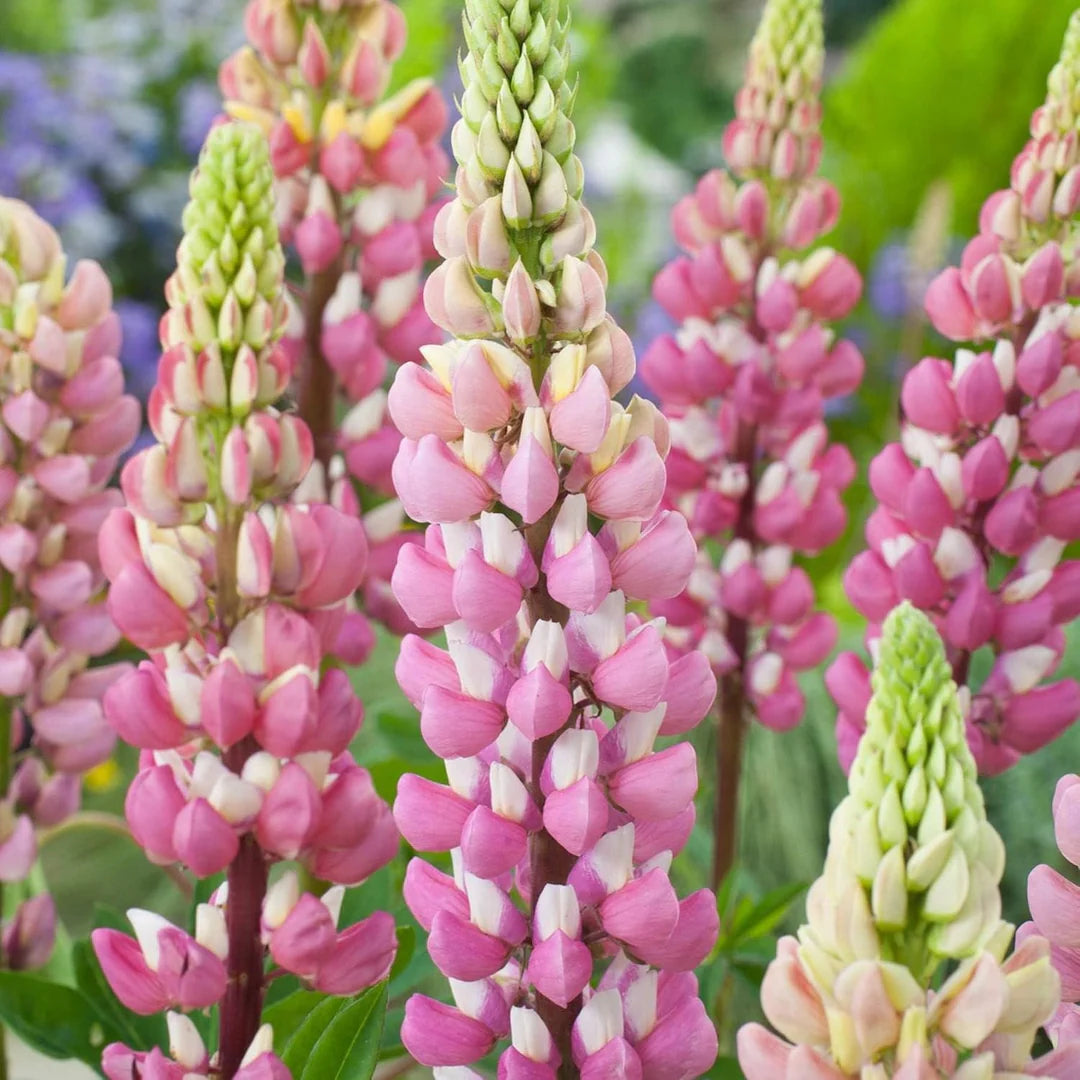 Light Pink Lupine Flower seeds for Planting - Drought Tolerant, Heirloom & GMO Free Seeds for Home Garden