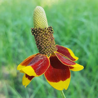 Upright Prairie Coneflower Seeds – Beautiful Wildflowers for Pollinator Gardens