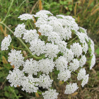 Ammi Majus Fabaceae Seeds for Planting in Flower Bed and Herb Garden