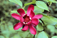 Calycanthus Floridus Seeds for Planting for Flower Bed