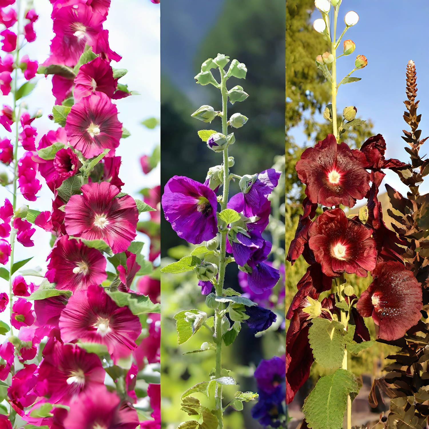 Hollyhock Seeds - GIANT DANISH MIX - Rare Biennial - 11 Feet Tall