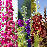 Hollyhock Seeds - GIANT DANISH MIX - Rare Biennial - 11 Feet Tall