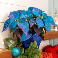 Blue Poinsettia Flower Seeds for Planting Drought Tolerant Heirloom & GMO Free Seeds for Home Garden
 
 Sale