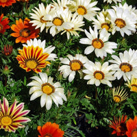 Gazania Sole Mix Gazania rigens Seeds for Planting flower bed drought tolerant garden