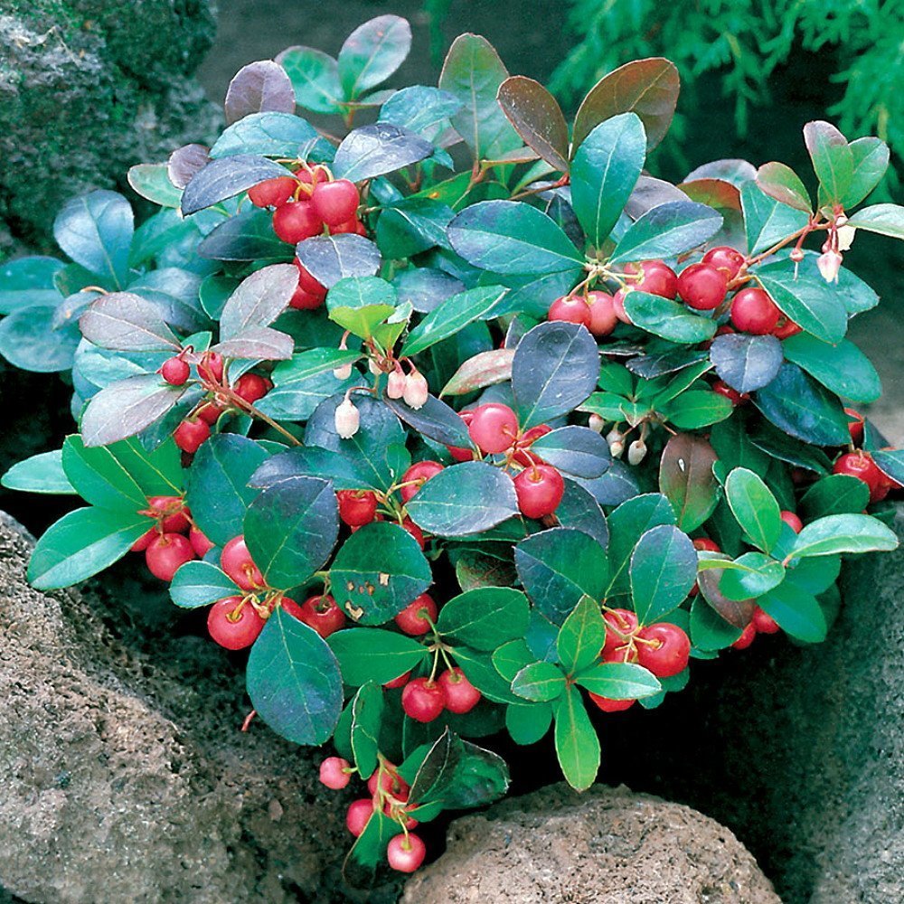 Red Gaultheria Flower seeds for Planting - Pollinator Friendly, Heirloom & GMO Free Seeds for Home Garden