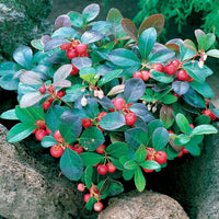 Red Gaultheria Flower seeds for Planting - Pollinator Friendly, Heirloom & GMO Free Seeds for Home Garden