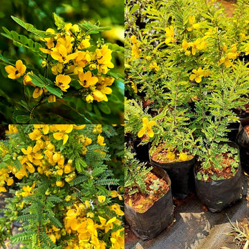 Cassia Biflora Flower seeds for Planting Hardy Variety Heirloom & GMO Free Seeds for Home Garden