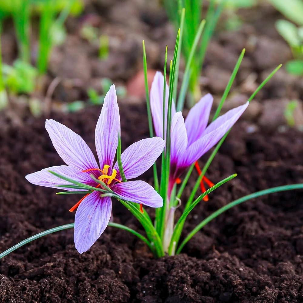 Deep Purple Crocus Flower seeds for Planting Easy to Grow Heirloom & GMO Free Seeds for Home Garden