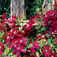 Red Purple Clematis Flower seeds for Planting Seasonal Bloomer Heirloom & GMO Free Seeds for Home Garden
 
 Sale