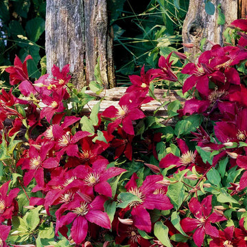 Maroon Clematis Flower seeds for Planting Hardy Variety Heirloom & GMO Free Seeds for Home Garden 
 
 Sale