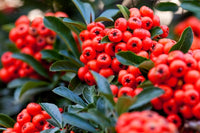Red Firethorn Flower seeds for Planting Colorful Display Heirloom & GMO Free Seeds for Home Garden 
 
 Sale
