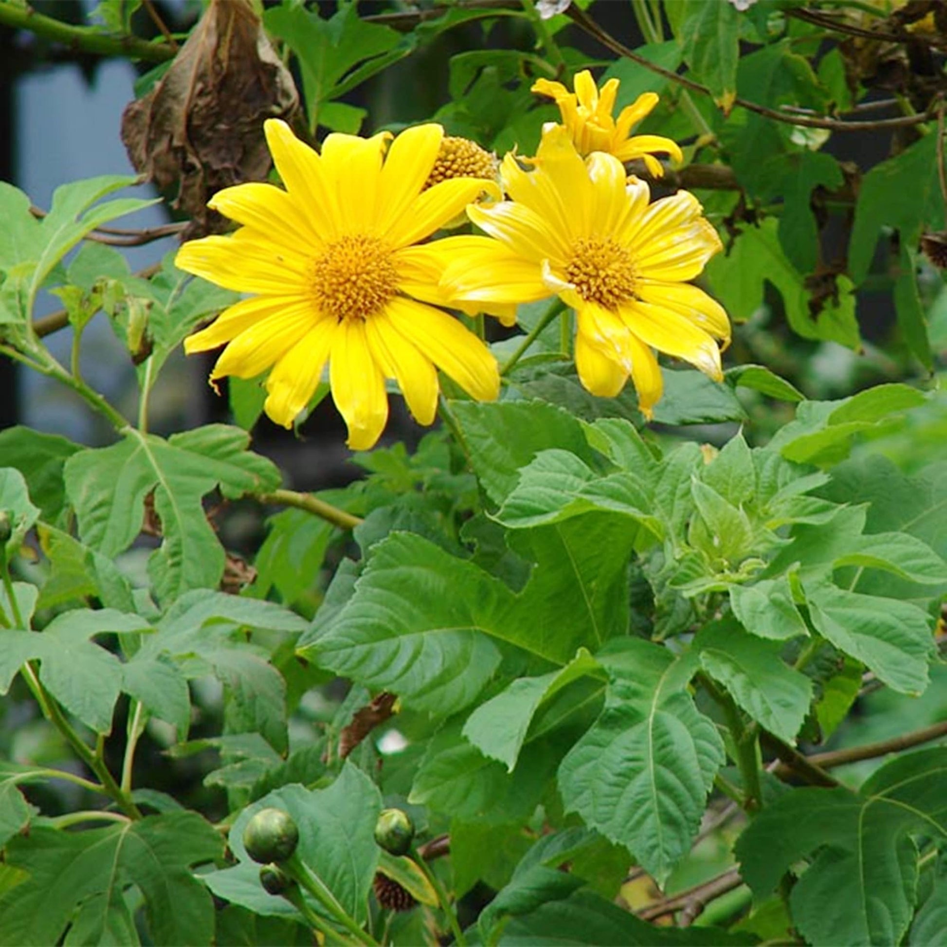 Yellow Rotundifolia Flower Seeds for Planting  Ideal for Brightening Gardens with Vibrant Blooms