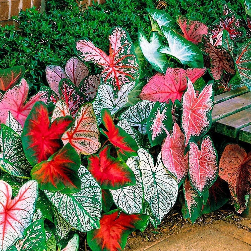 Caladium Leaf Flower seeds for Planting - Cottage Garden Essential, Heirloom & GMO Free Seeds for Home Garden