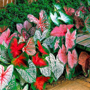 Caladium Leaf Flower seeds for Planting - Cottage Garden Essential, Heirloom & GMO Free Seeds for Home Garden