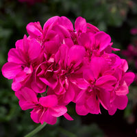Pink Pelargonium Peltatum Flower Seeds for Planting Easy to Grow Heirloom & GMO Free Seeds for Home Garden
 
 Sale