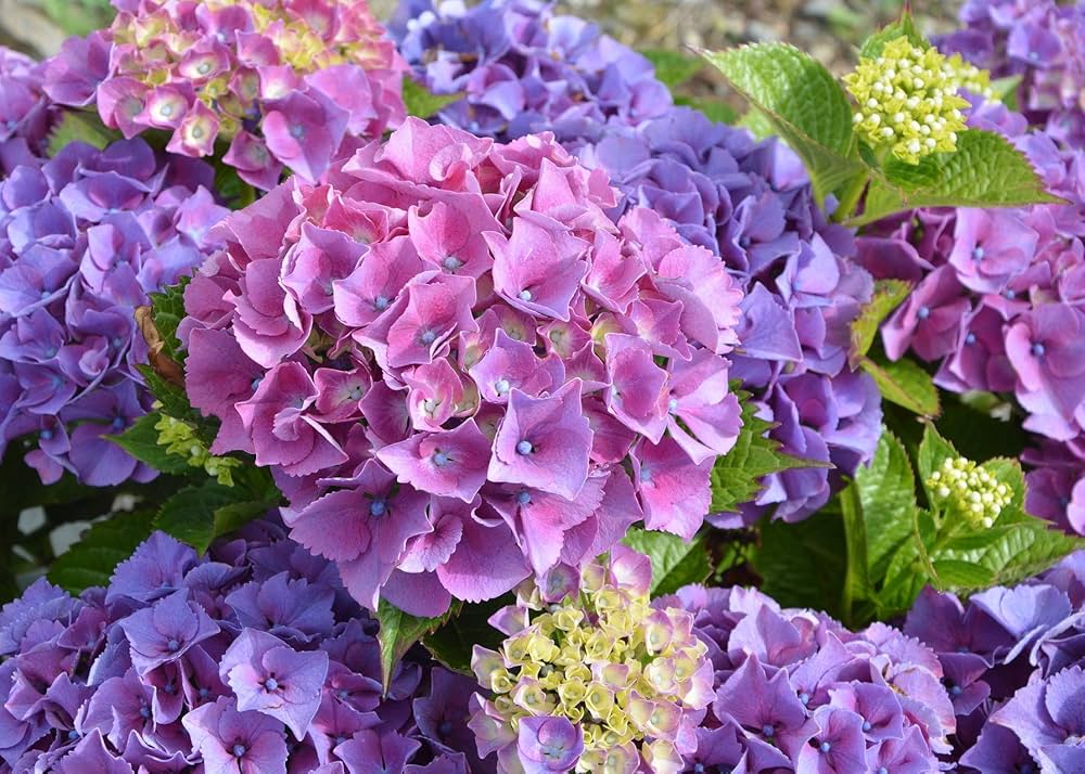 Hydrangea Flower Seeds for Large, Beautiful Garden Blooms