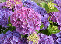 Hydrangea Flower Seeds for Large, Beautiful Garden Blooms