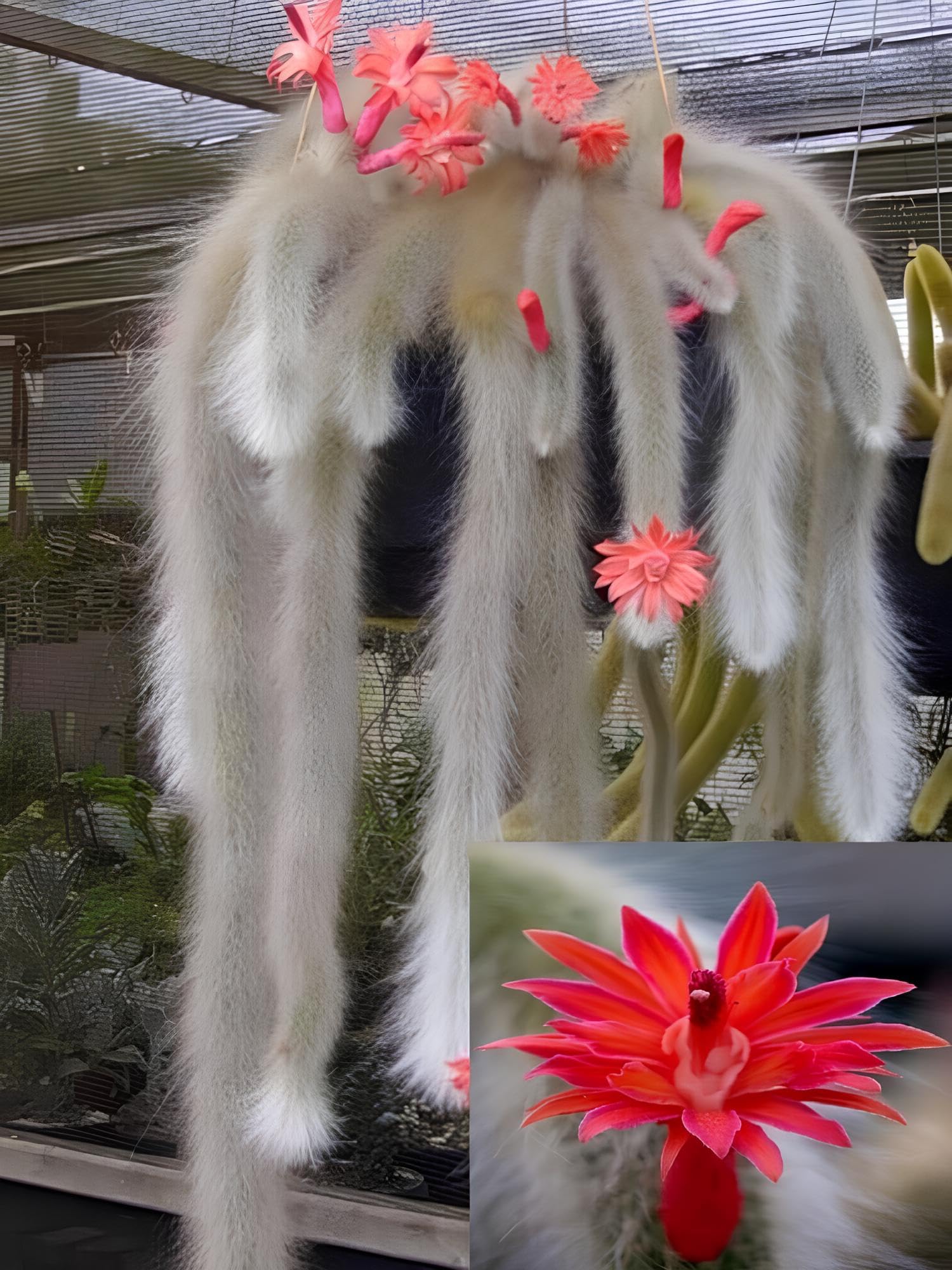 Monkey Tail Cactus Flower Seeds for Planting  Unique Cacti for Your Garden