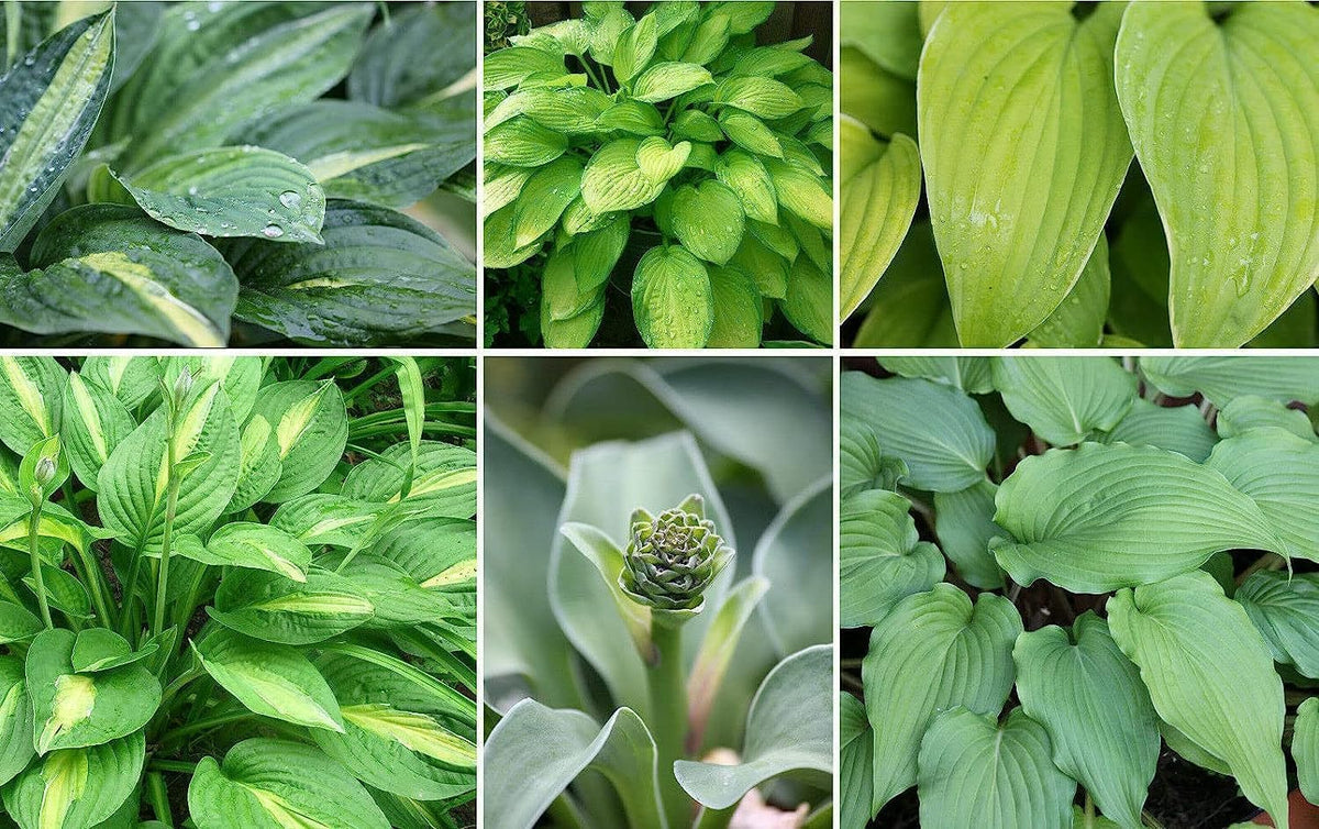 Hosta Lily Flower seeds for Planting - Seasonal Bloomer, Heirloom & GMO Free Seeds for Home Garden
 
 Sale seeds for home garden