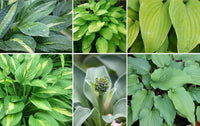 Hosta Lily Flower seeds for Planting - Seasonal Bloomer, Heirloom & GMO Free Seeds for Home Garden
 
 Sale seeds for home garden