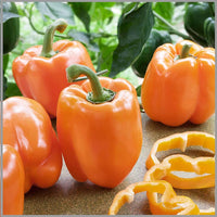 Orange Pepper Seeds for Planting - Grow Vibrant Vegetable Peppers at Home