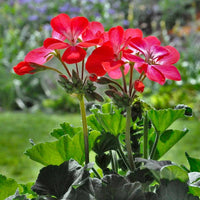 Geranium Burgundy Flower seeds for Planting - Premium Quality, Heirloom & GMO Free Seeds for Home Garden