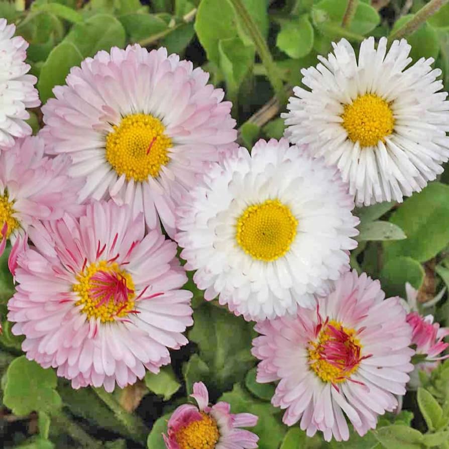 Pink White Bellis Flower seeds for Planting Wildflower Mix Heirloom & GMO Free Seeds for Home Garden 
 
 Sale