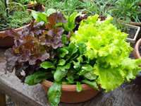 Mixed Lettuce Seeds for Planting