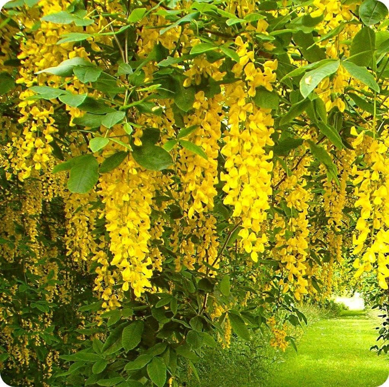 Blooming (Blooming Flower) seeds for planting in home garden