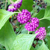 Callicar's Beerensamen Callicarpa spp Plant Seeds for Planting in Flower Bed and Garden