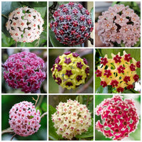 Mixed Color Hoya Flower Seeds for Planting Shade Tolerant Heirloom & GMO Free Seeds for Home Garden
 
 Sale