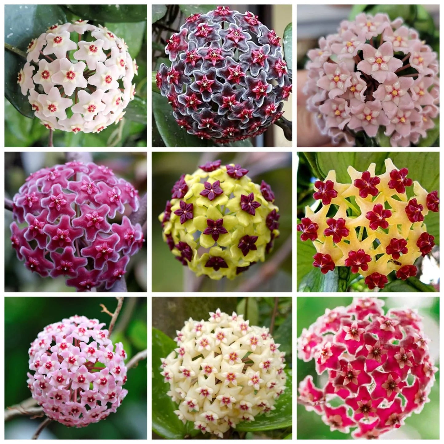 Multi Carnosa Flower Seeds – Sun Loving Heirloom NonGMO Seeds for Home Garden
 
 Sale