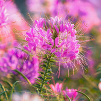 Cleome Flower seeds for Planting Perfect for Borders Heirloom & GMO Free Seeds for Home Garden 
 
 Sale