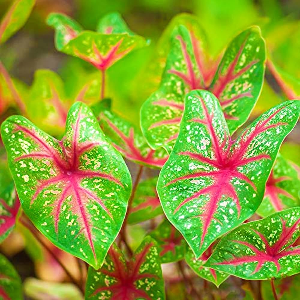 Green Thailand Caladium Flower Seeds for Planting Shade Tolerant Heirloom & GMO Free Seeds for Home Garden
 
 Sale