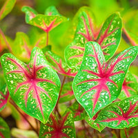 Green Thailand Caladium Flower Seeds for Planting Shade Tolerant Heirloom & GMO Free Seeds for Home Garden
 
 Sale