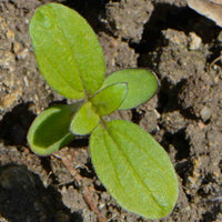 Sunflower Helianthus Annuus Seeds for Tall, Bright Blooms