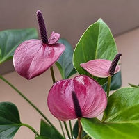Dark Violet Anthurium Flower Seeds for Planting Wildflower Mix Heirloom & GMO Free Seeds for Home Garden
 
 Sale