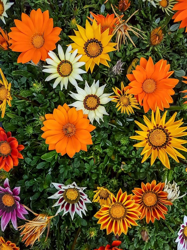 Gazania Sunshine Mix Seeds – Heat-Tolerant Early Blooming Annual Flowers