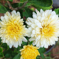 White & Yellow Chrysanthemum Flower seeds for Planting - Sun Loving, Heirloom & GMO Free Seeds for Home Garden