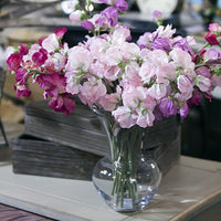 Sweet Pea Lathyrus odoratus Flower Seeds for Planting in Flower Bed