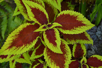 Green Brown Coleus Flower seeds for Planting - Cottage Garden Essential, Heirloom & GMO Free Seeds for Home Garden