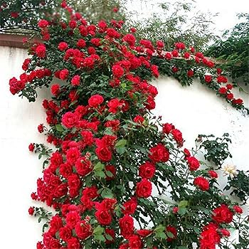 Red Climbing Rose Flower seeds for Planting - Drought Tolerant, Heirloom & GMO Free Seeds for Home Garden