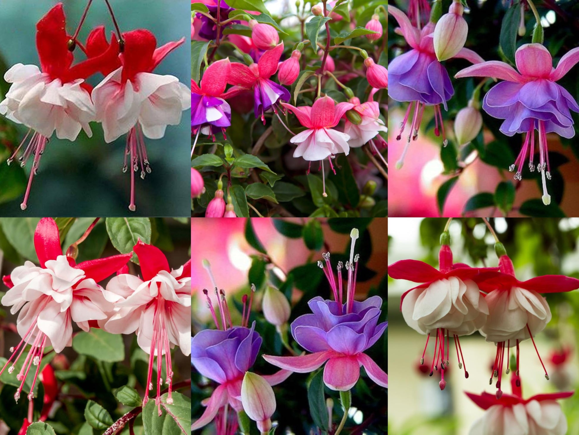 Mix Lantern Fuchsia Flower Seeds for Planting Cut Flower Favorite Heirloom & GMO Free Seeds for Home Garden
 
 Sale