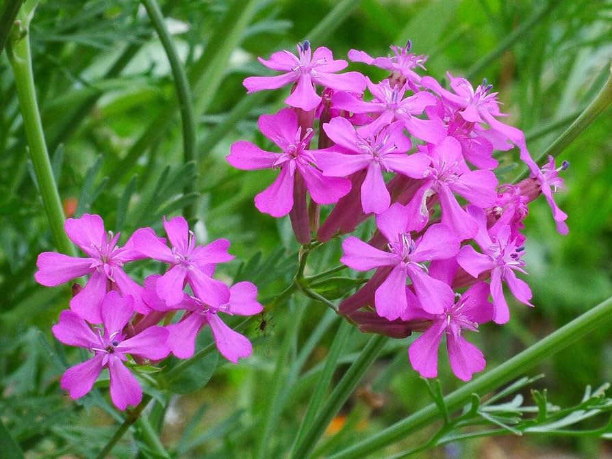 Purple Catchfly Flower seeds for Planting - Pollinator Friendly, Heirloom & GMO Free Seeds for Home Garden