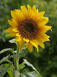 Organic Sunflower Helianthus for planting