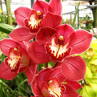 Heirloom Butterfly Orchid Flower seeds for Planting Low Maintenance Heirloom & GMO Free Seeds for Home Garden
