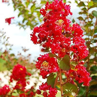 Red Crape Tree Flower seeds for Planting - Long Bloom Season, Heirloom & GMO Free Seeds for Home Garden