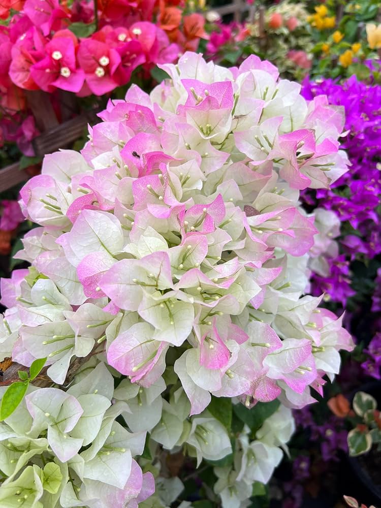 Pink White Bougainvillea Flower Seeds for Planting  Brighten Your Garden
